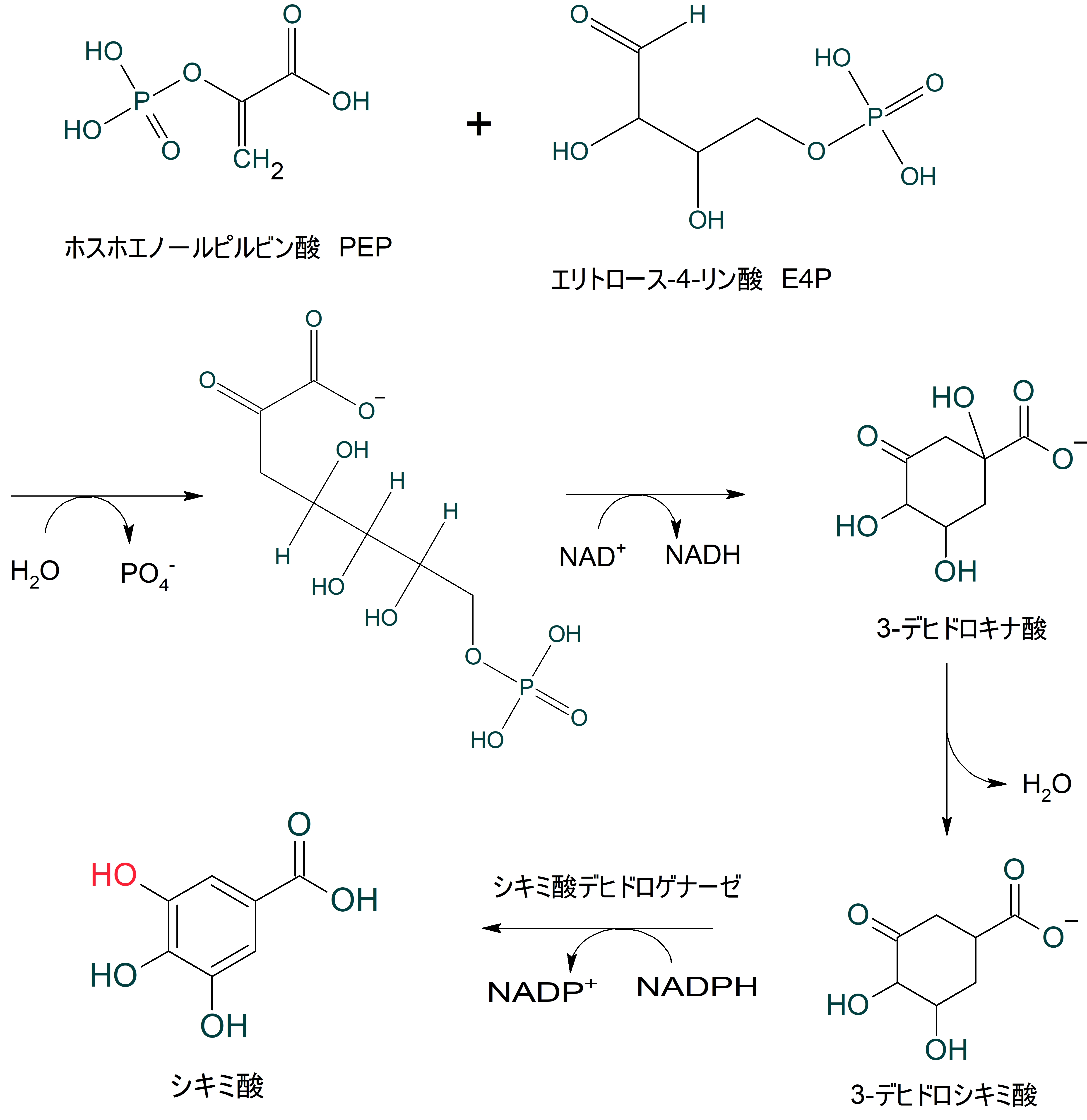 シキミ 酸 経路
